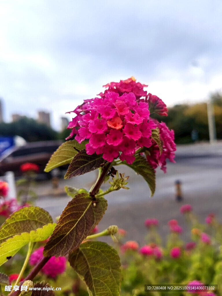 娇艳绽放的路边粉色花卉