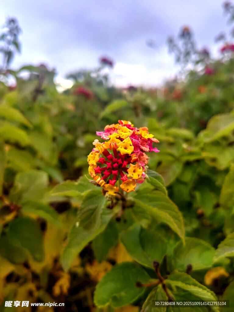 多彩花卉绽放绿叶间