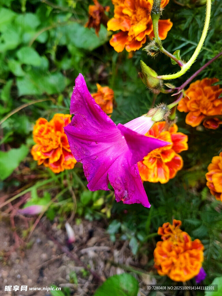 紫色牵牛花与橙色花朵