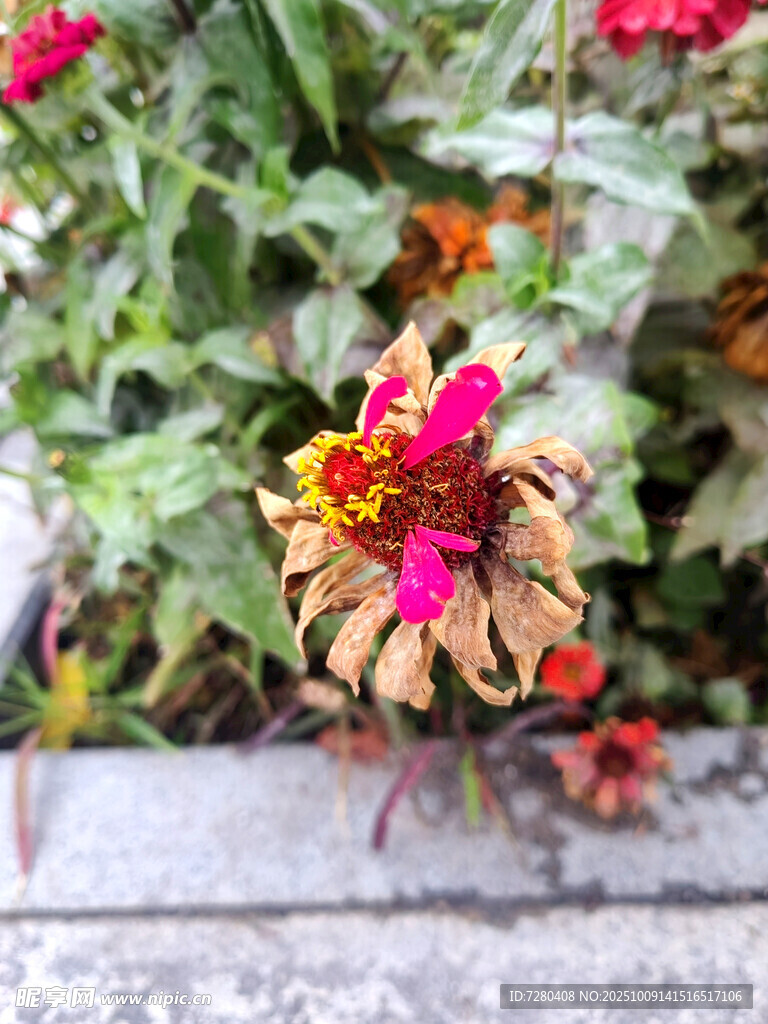 多彩花卉绽放生机