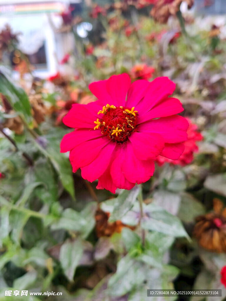 娇艳红色花朵特写