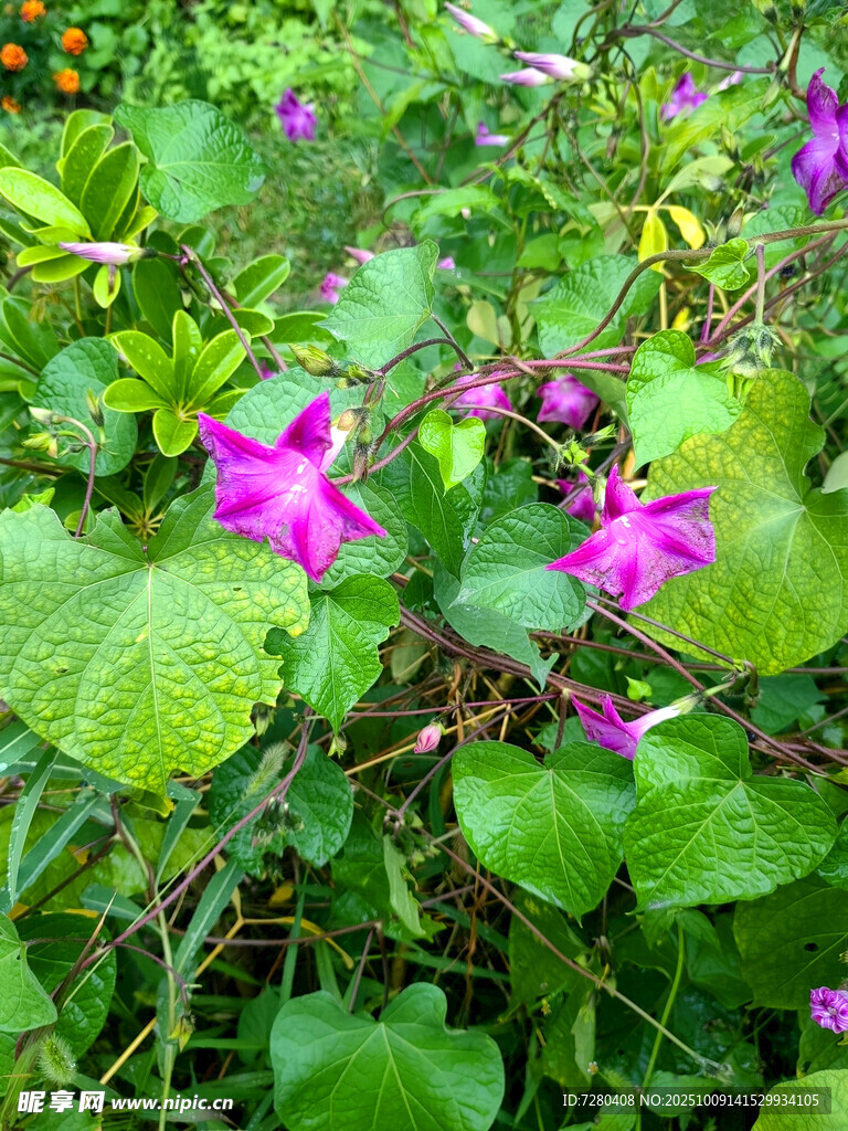 绿叶丛中的娇艳牵牛花