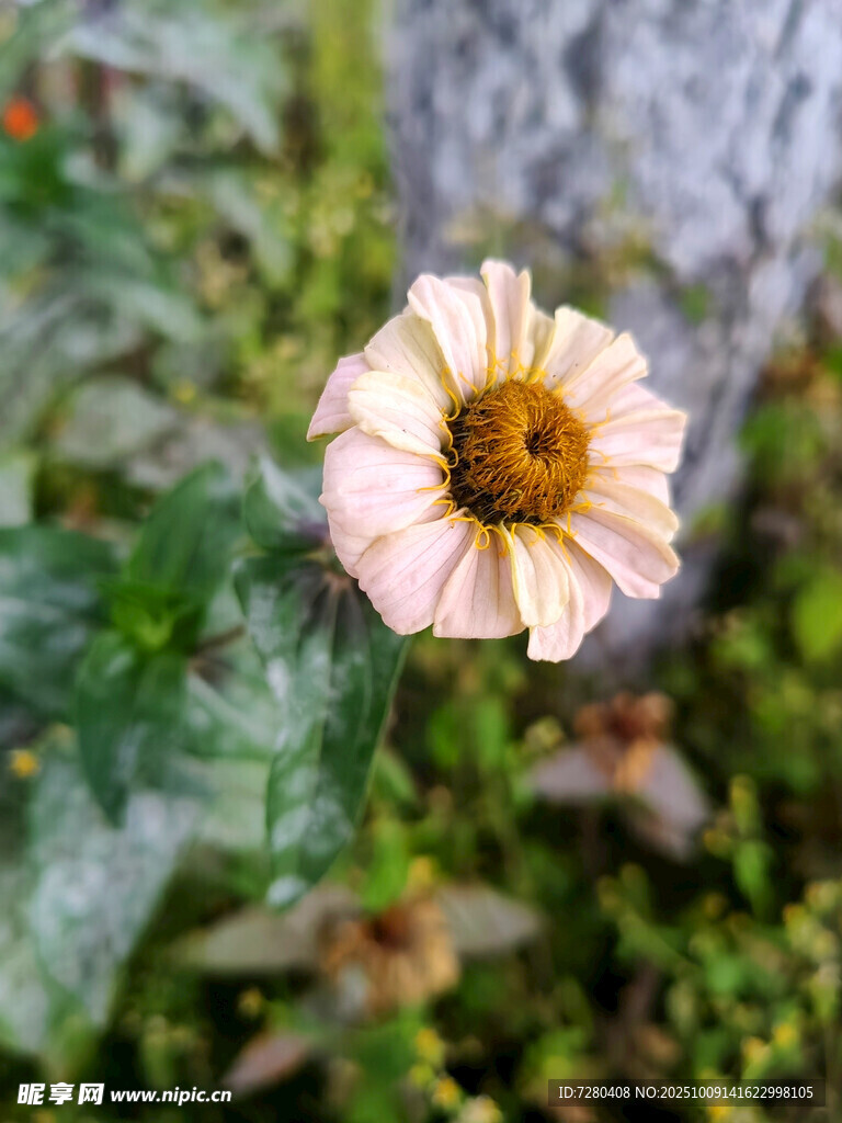 粉色单朵绽放的美丽花朵