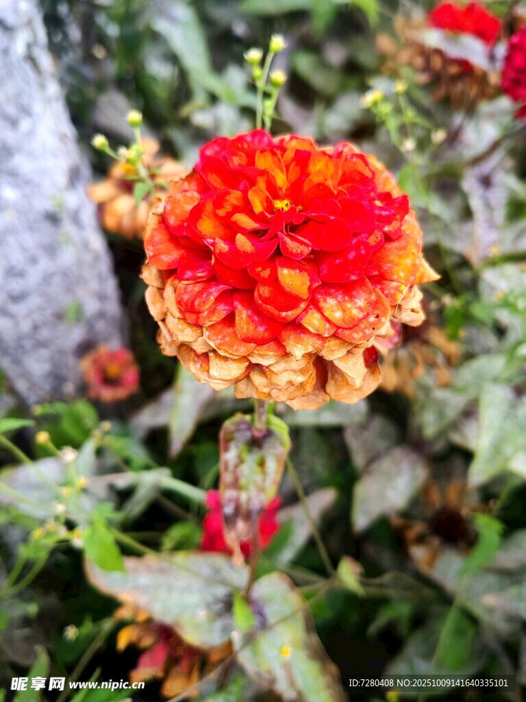 艳丽橙红花朵绽放绿叶间