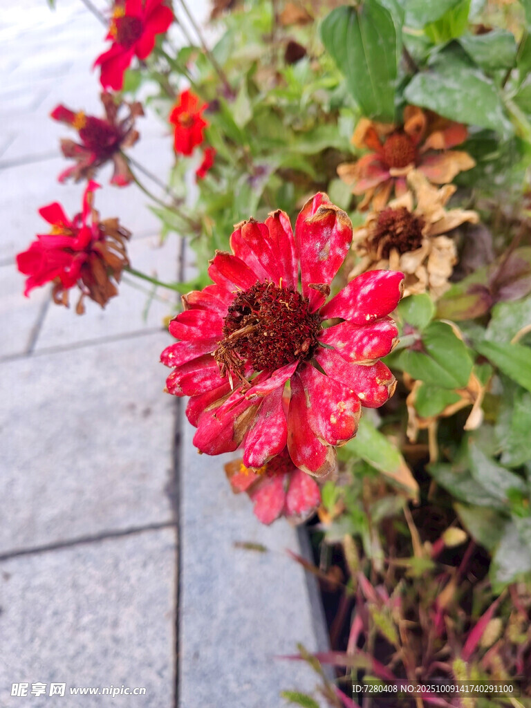 鲜艳红花绽放于绿植间