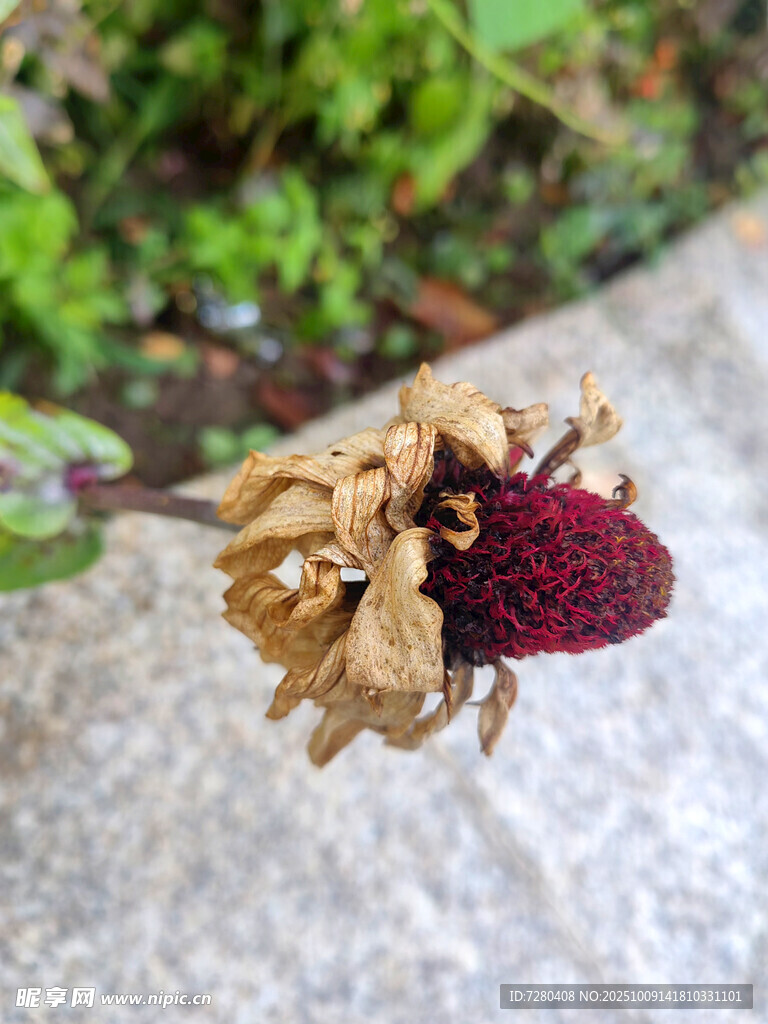 枯萎花朵特写
