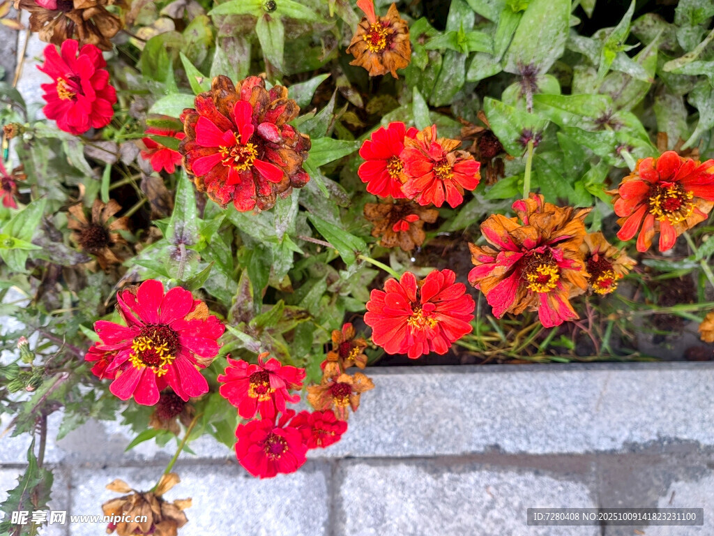 石墙边绽放的鲜艳花卉