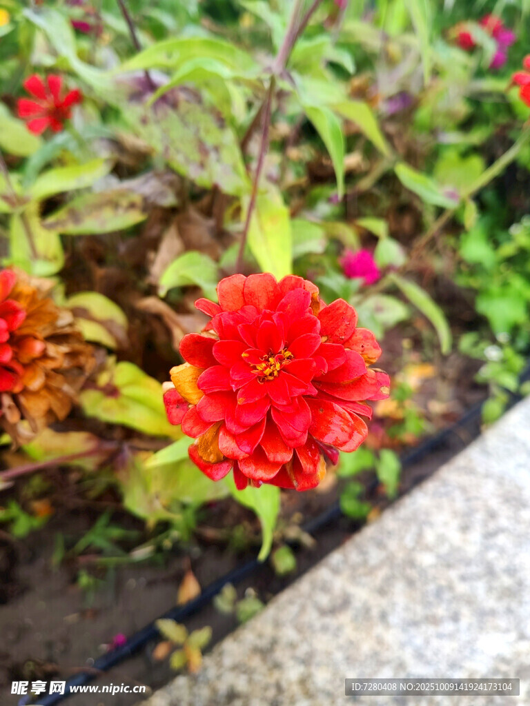 鲜艳绽放的红色花朵