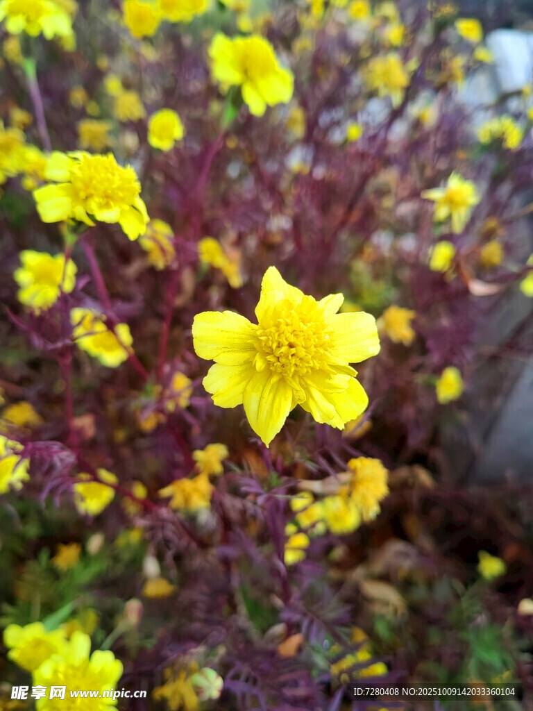 黄色小花绽放生机
