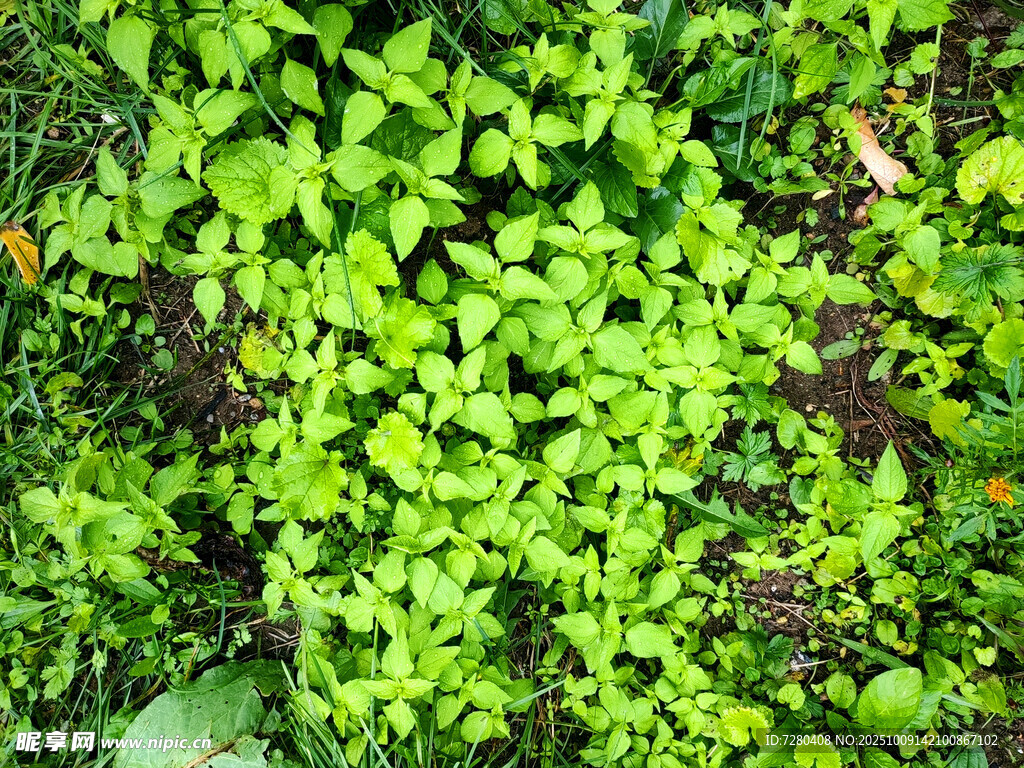 翠绿繁茂的绿植景观