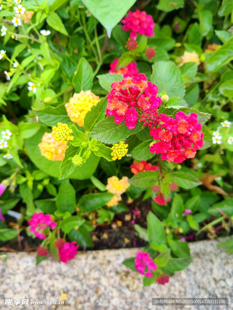 多彩花卉绽放于绿植间