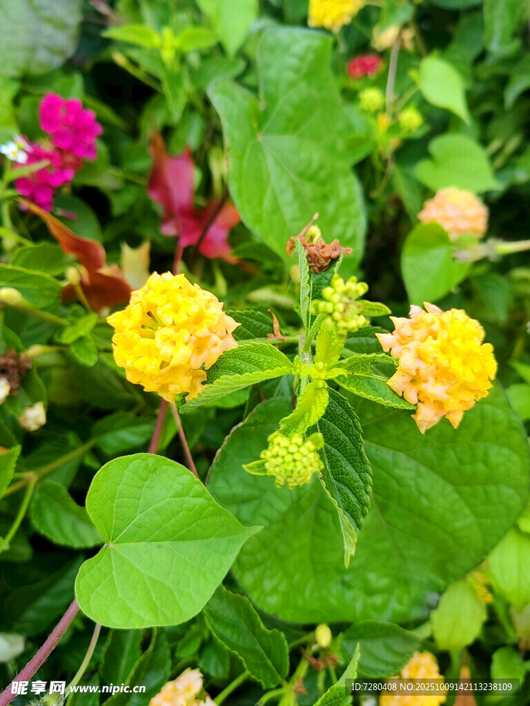 多彩小花绽放绿意间