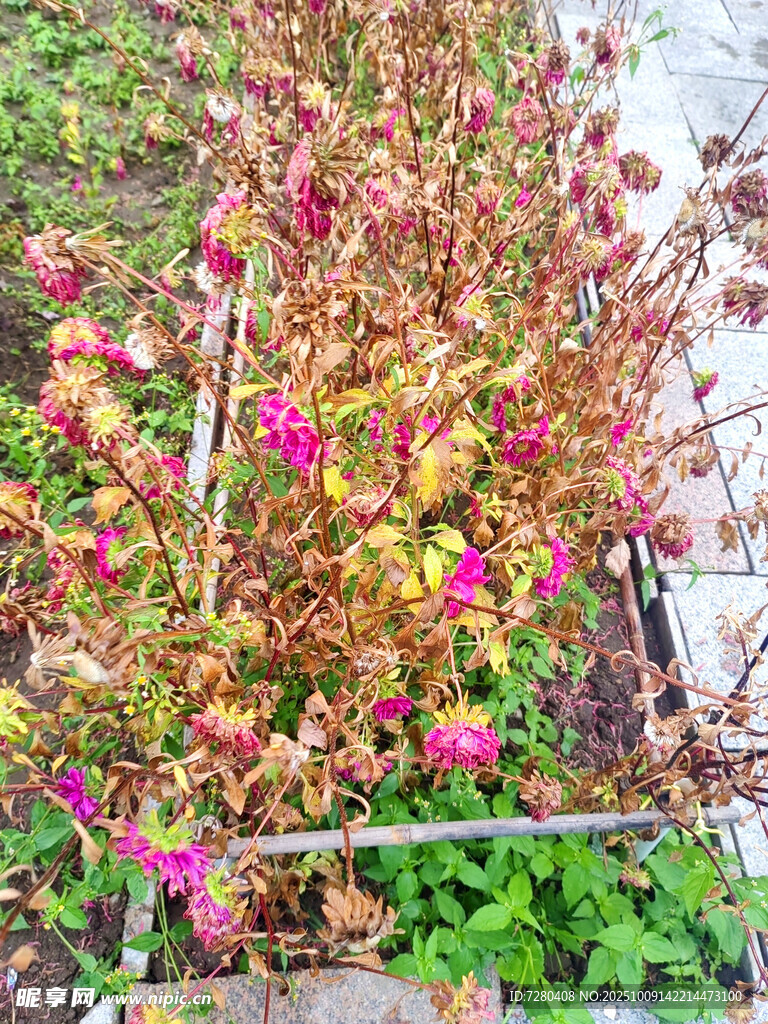多彩植物藤蔓攀附支架
