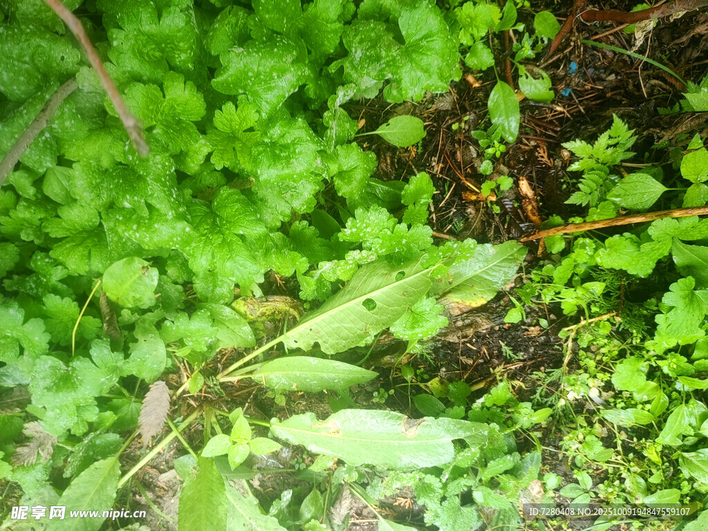 翠绿繁茂的地面植物景观