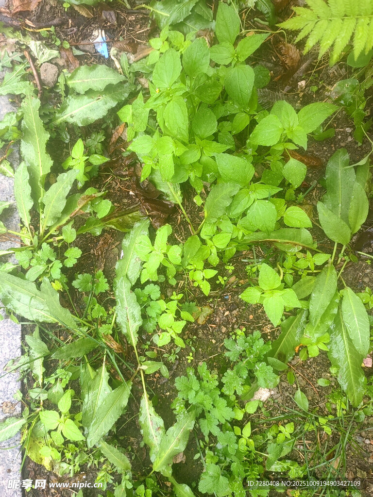 繁茂绿植展现自然生机
