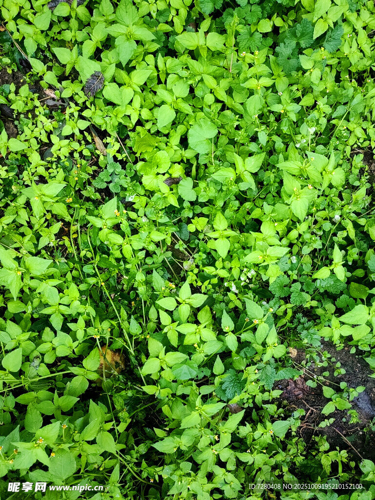 翠绿繁茂的植物叶片景观