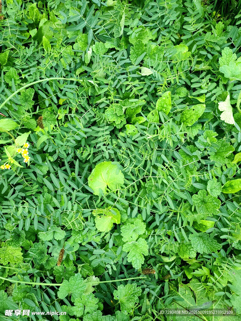 翠绿繁茂的草地植物景观