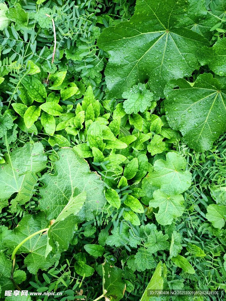 翠绿繁茂的多样植物景观