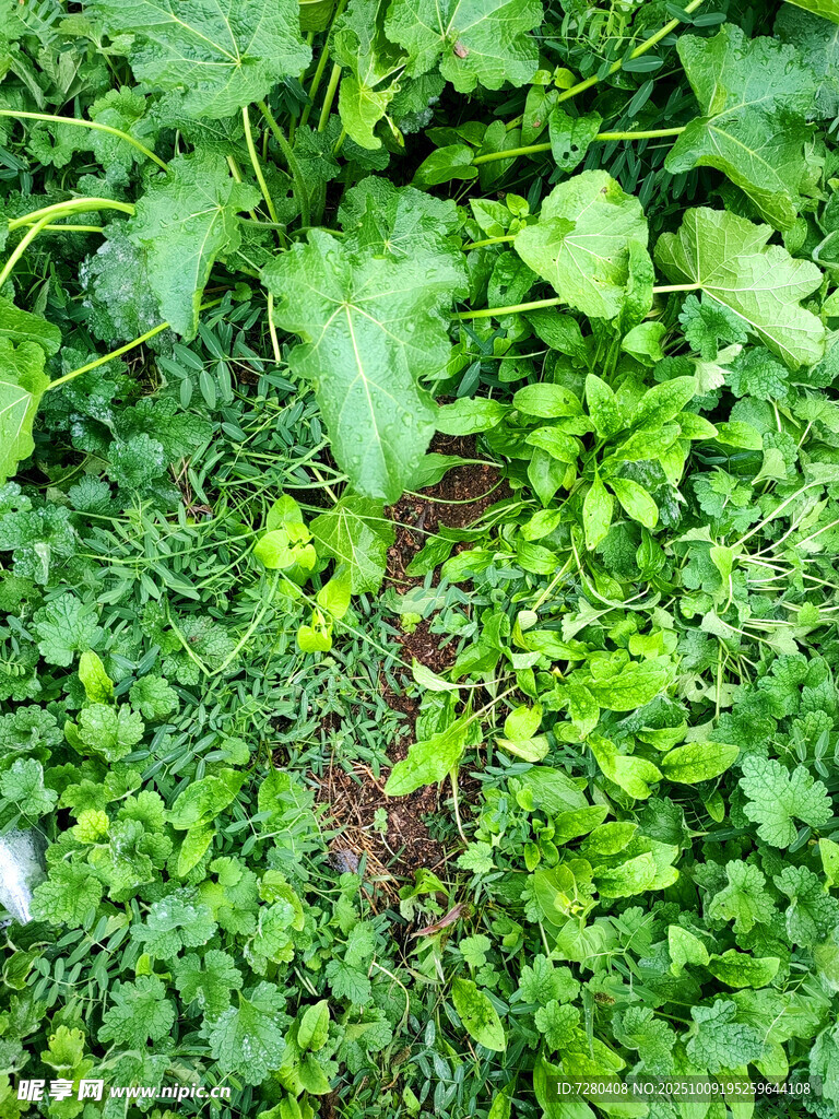 繁茂绿植展现自然生机