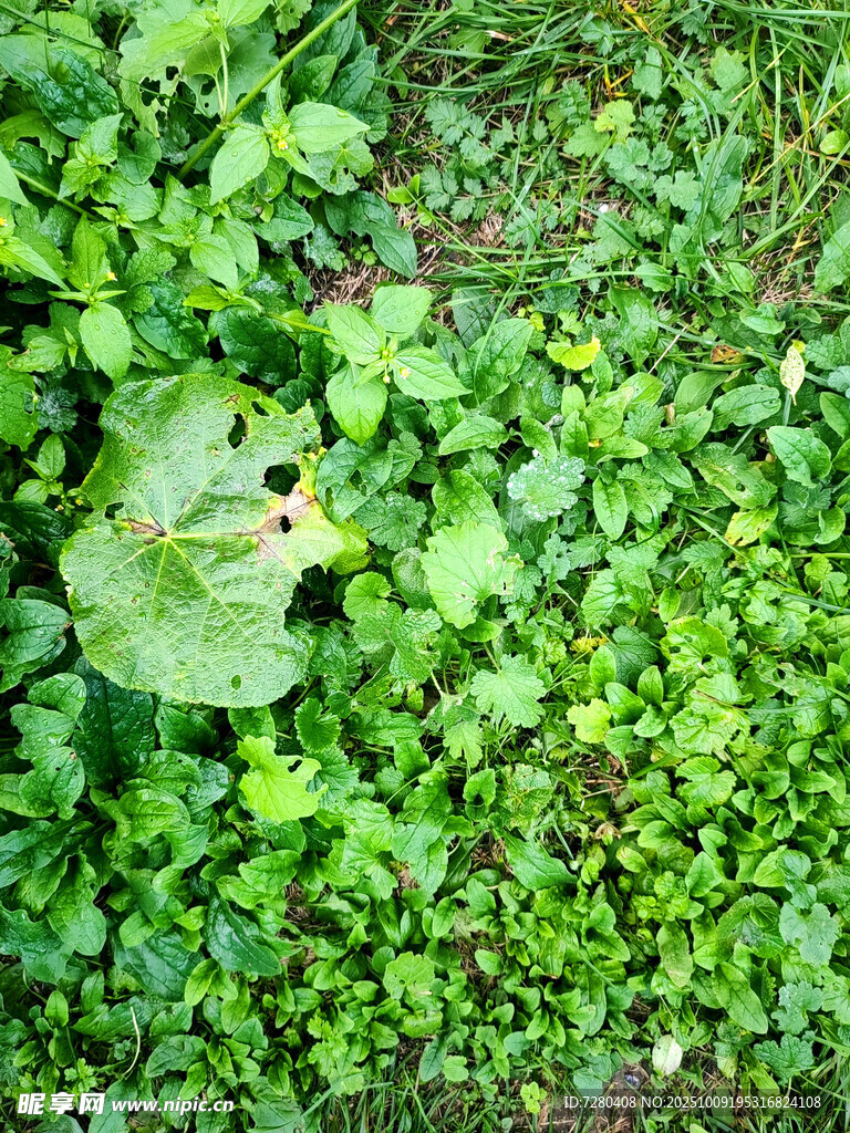 翠绿繁茂的地面植物景观