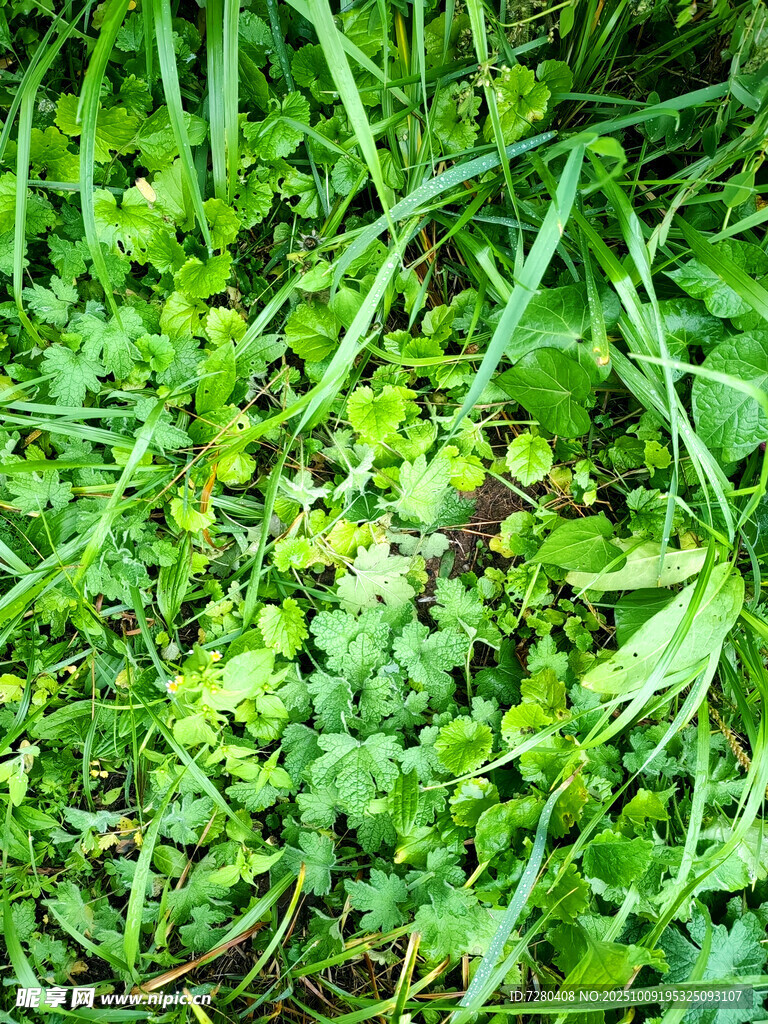 翠绿繁茂的草地植物景象