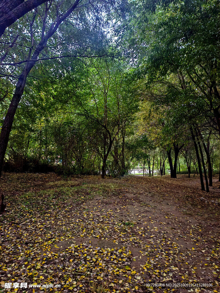 秋日林间落叶美景