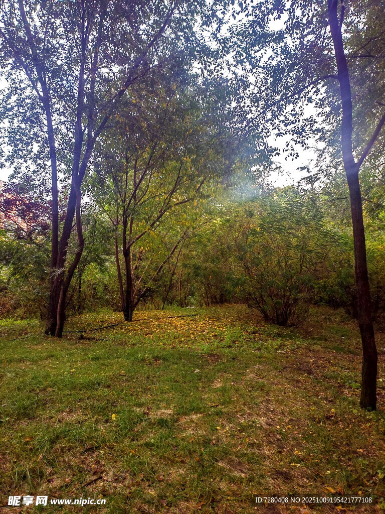 林间草地自然美景