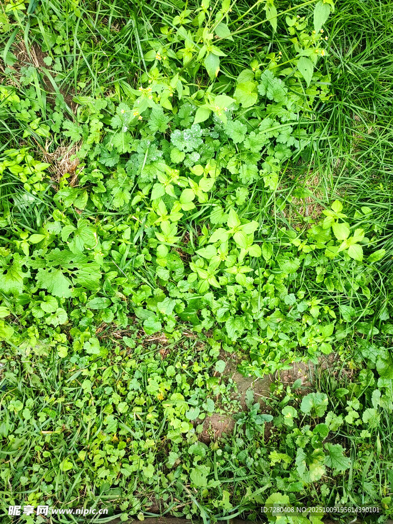 翠绿繁茂的地面植物景观