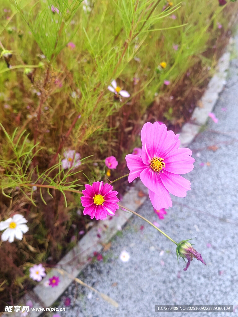 路边绽放的美丽格桑花