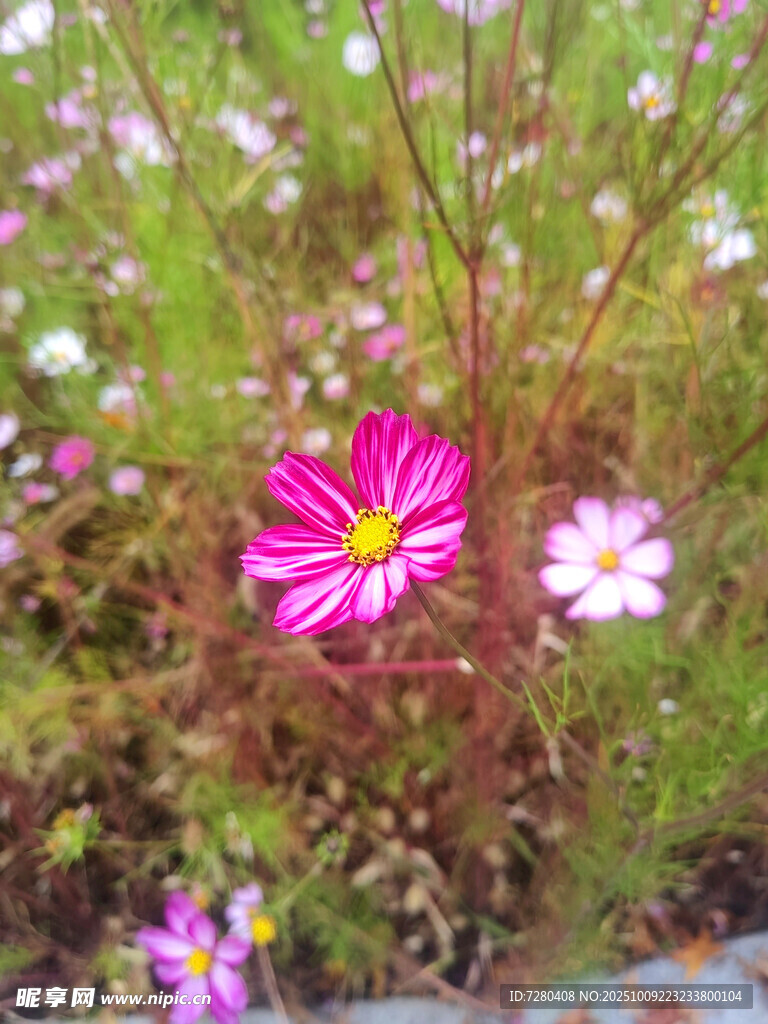 粉色格桑花绽放于花丛中