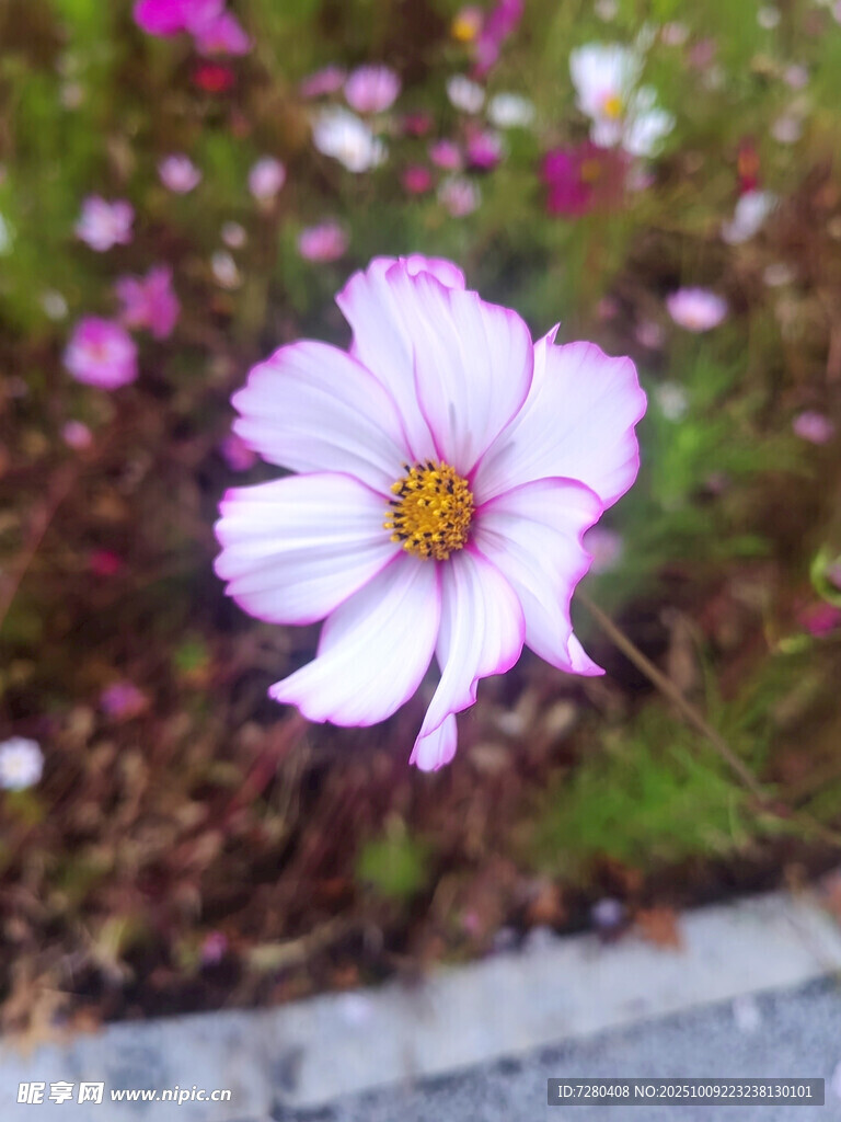 娇艳波斯菊绽放于花丛中