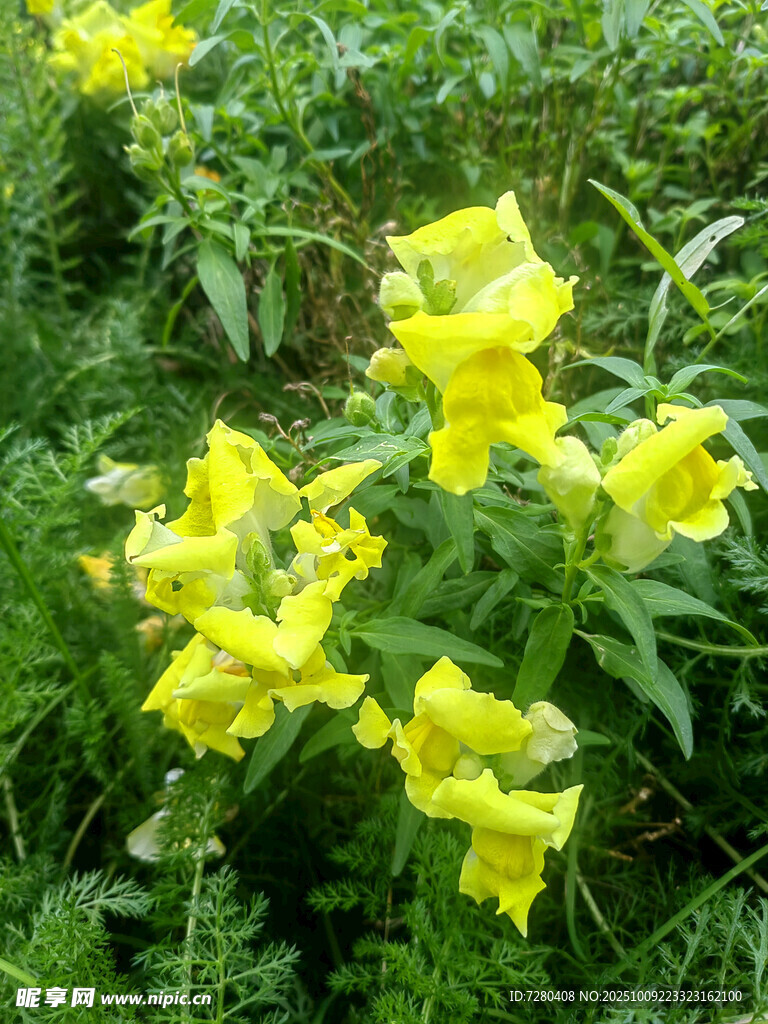 绽放的黄色花朵