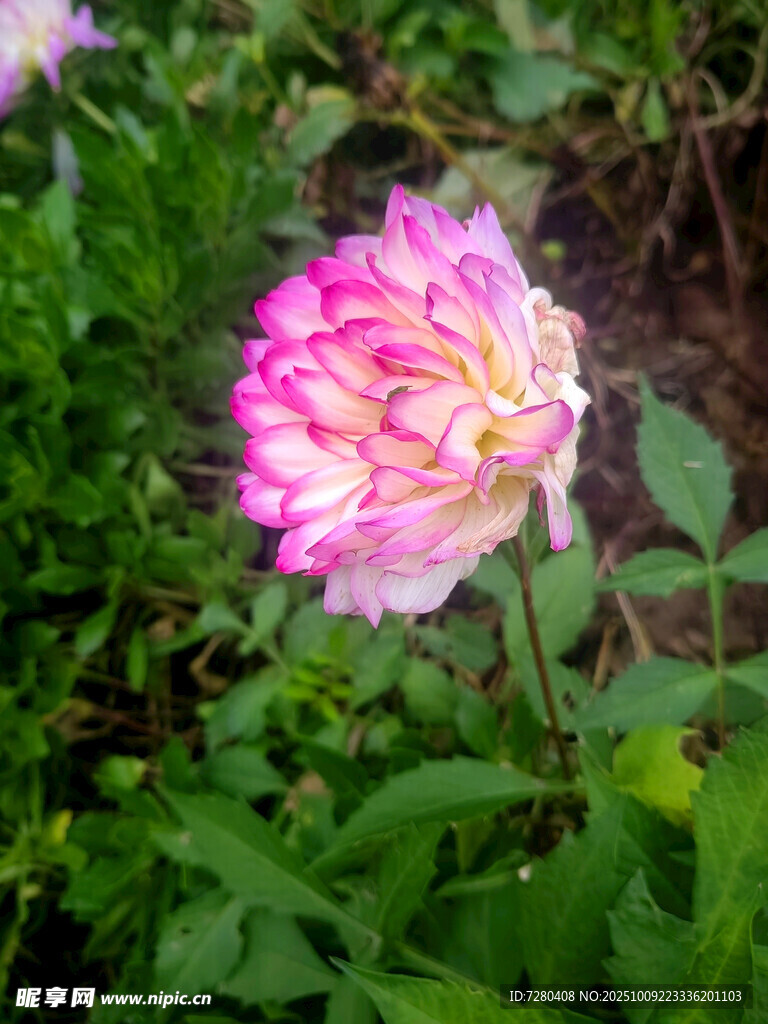 双色月季花绽放
