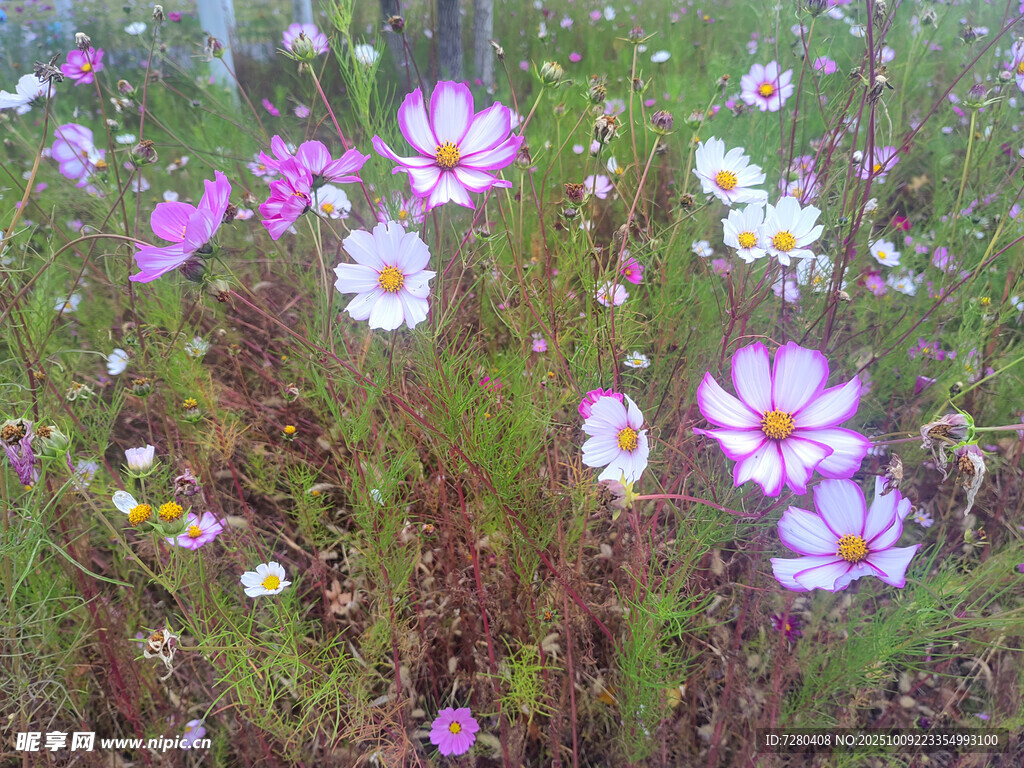 缤纷野花绽放于草地