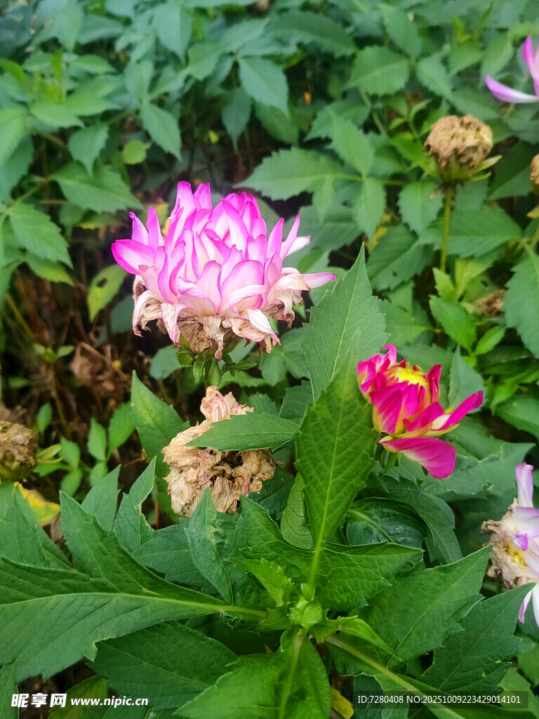 娇艳双色芍药绽放
