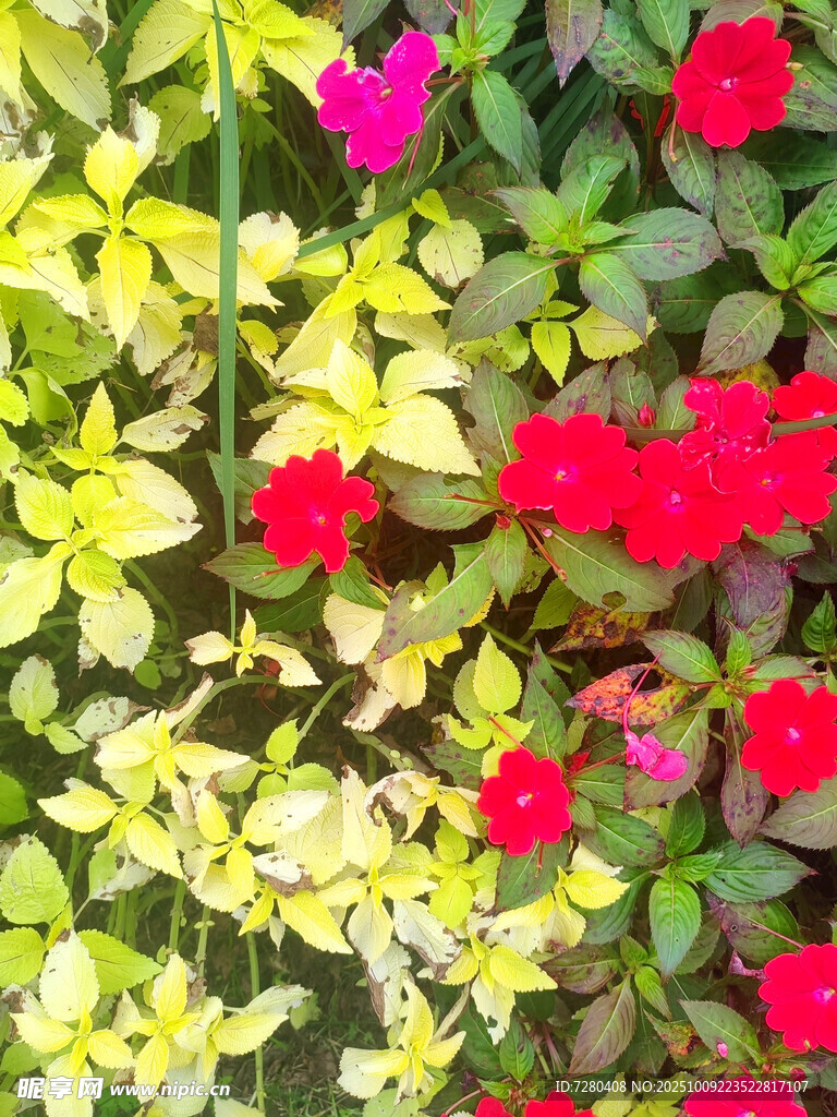 多彩花卉绿植景观图