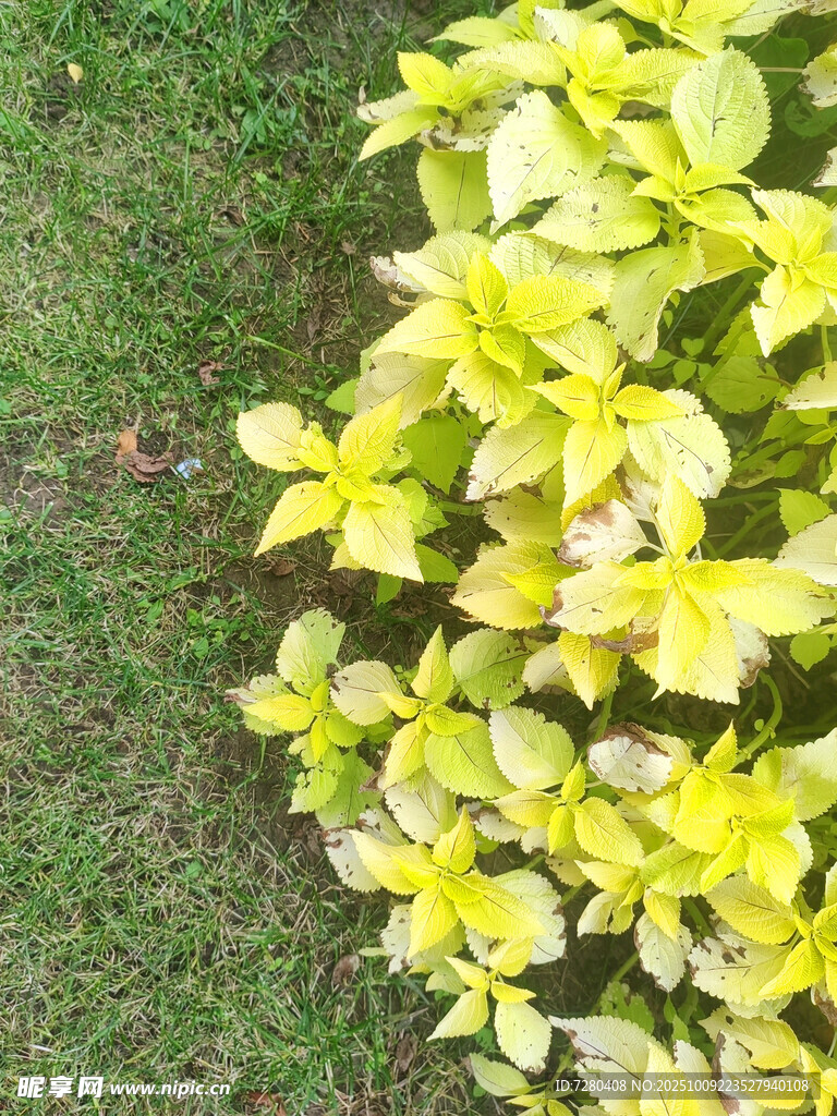 黄绿植物与绿草相伴