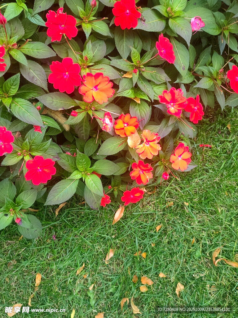 鲜艳花丛绽放于翠绿草地