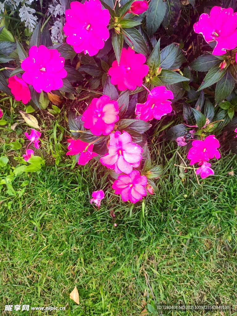 草地上的艳丽粉色花卉
