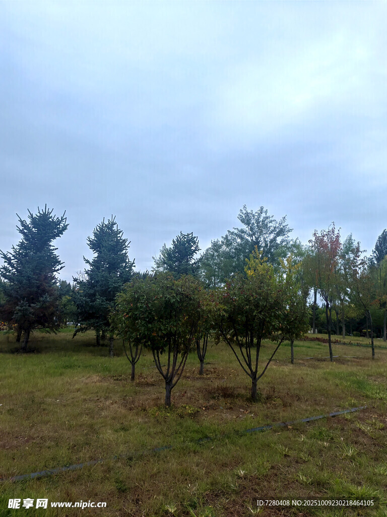 秋日郊野树林风景