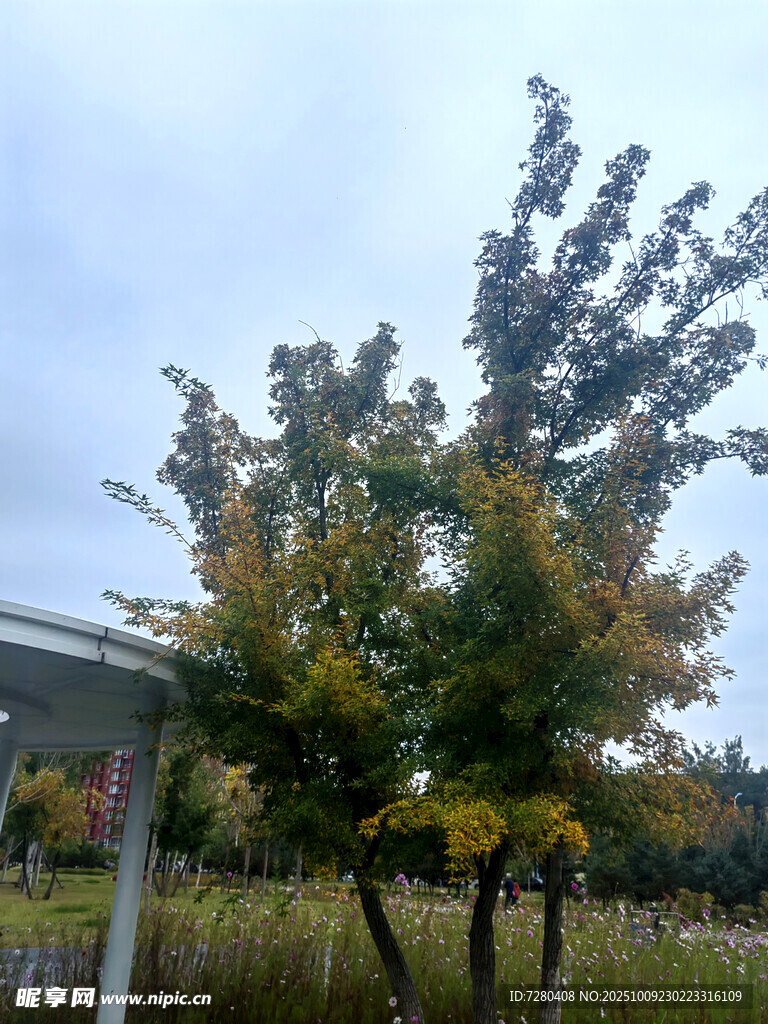 秋日户外树木景致