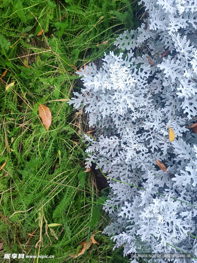 银白植物置于翠绿草地