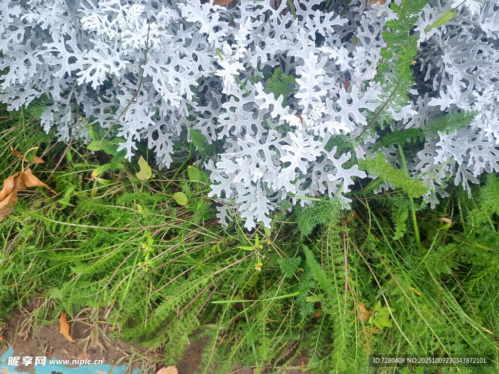 蓝花绿叶自然景致
