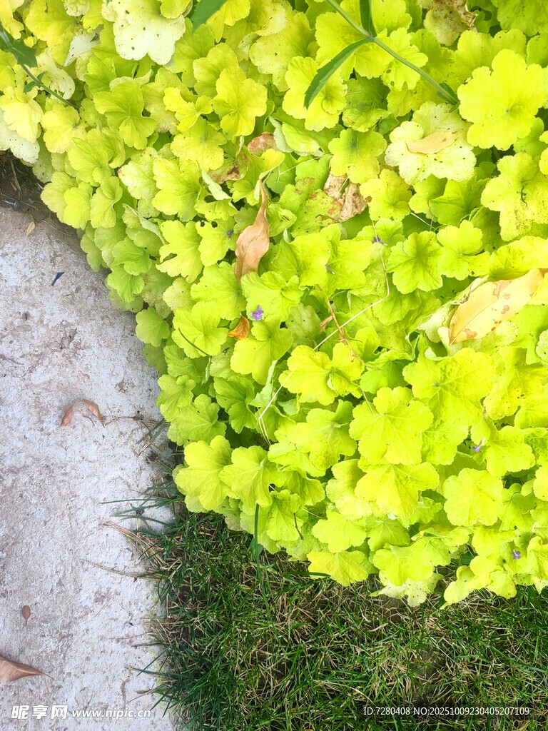 绿叶与草地的自然景致