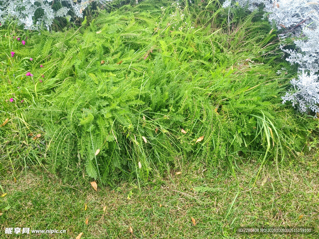 翠绿草丛中的茂盛植物