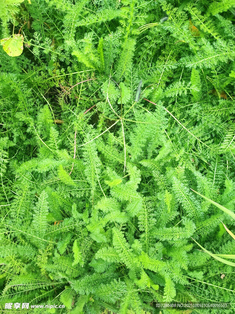 翠绿繁茂的蕨类植物
