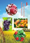 多彩新鲜水果田园展示