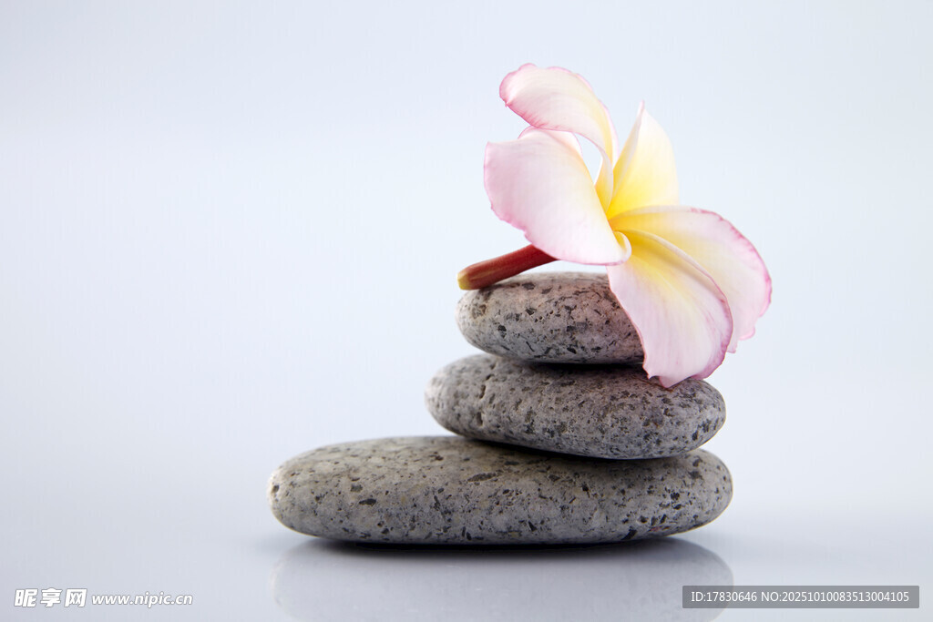 鸡蛋花