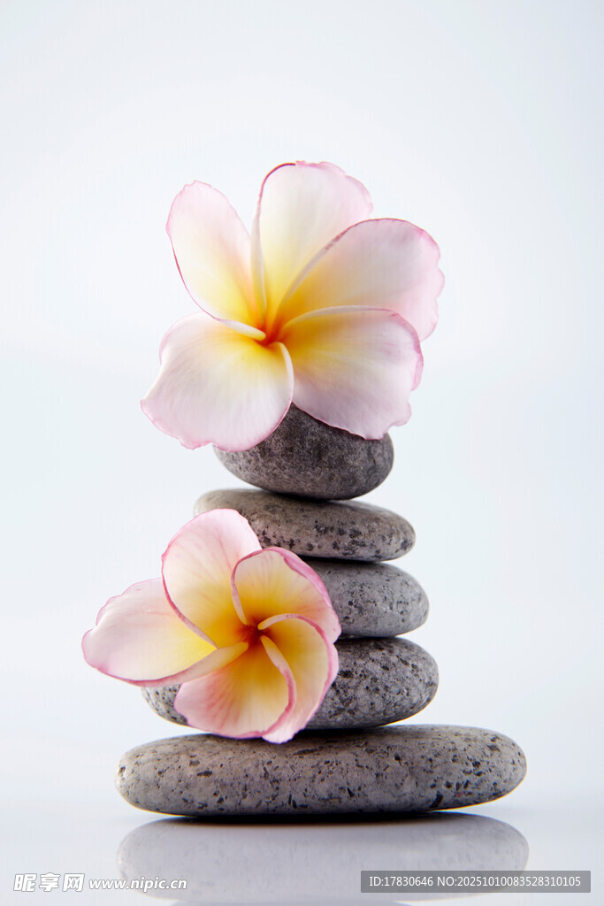 鸡蛋花