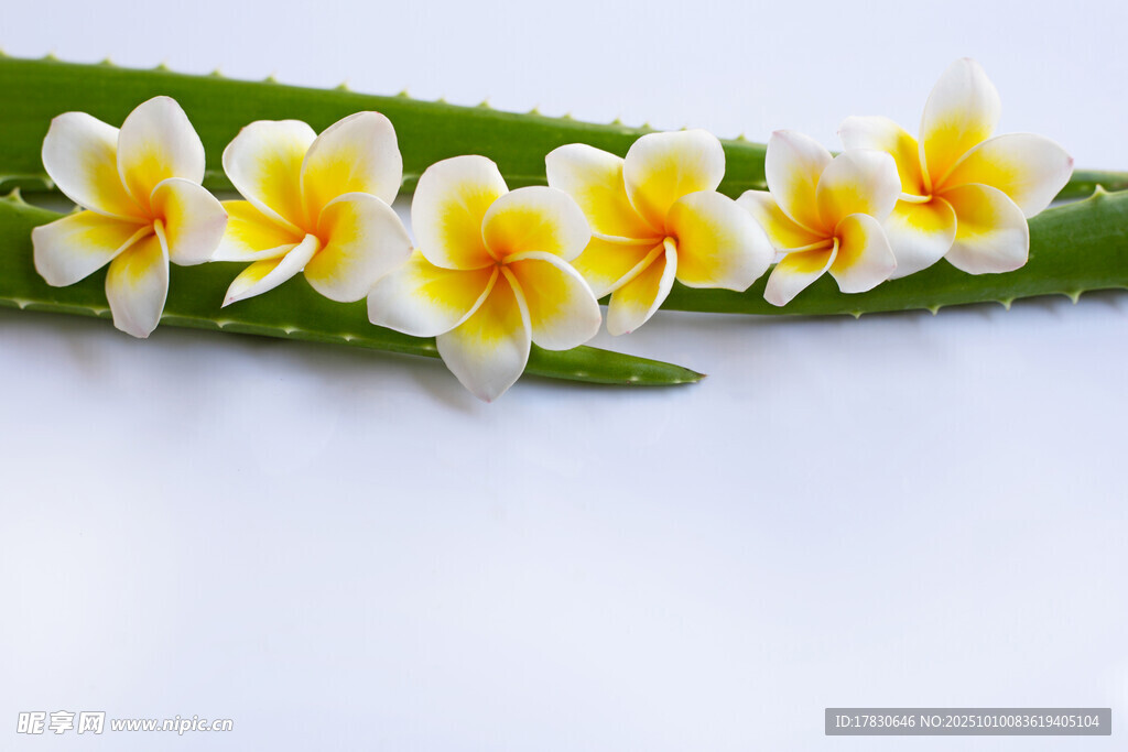 白色鸡蛋花与绿叶组合